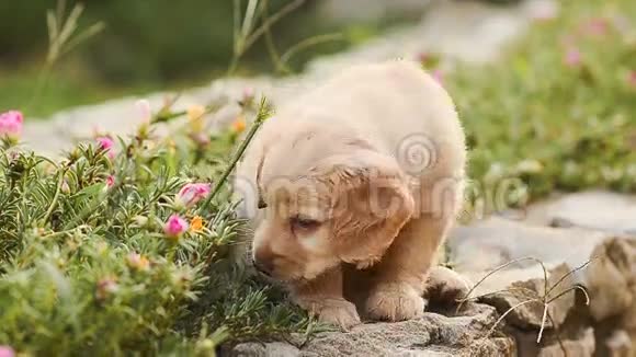 小狗吃花和树叶视频的预览图