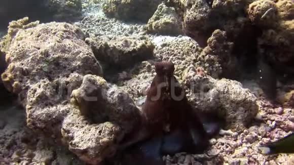 章鱼在水下蒙面寻找食物在马尔代夫惊人的海底视频的预览图