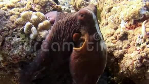 章鱼在水下蒙面寻找食物在马尔代夫惊人的海底视频的预览图
