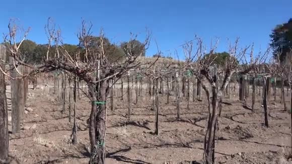 冬季葡萄葡萄园视频的预览图