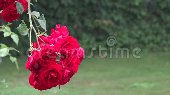 夏园大雨滂沱红玫瑰盛开4K视频的预览图