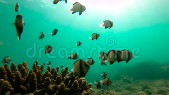 带大量热带鱼的珊瑚礁慢镜头视频的预览图