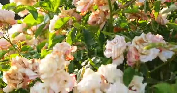 绿色灌木背景上的粉红色玫瑰灌木视频的预览图