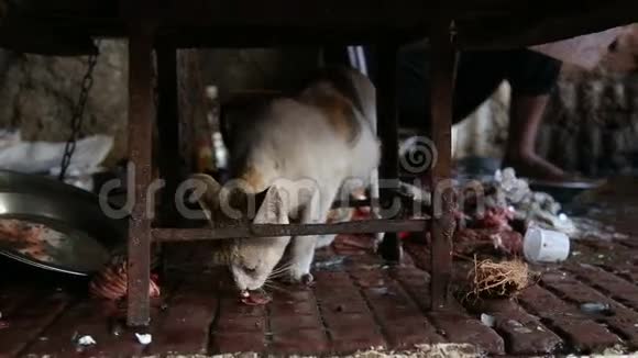 孟买市摊下一只猫吃的肖像视频的预览图