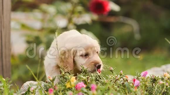 小狗吃花和树叶视频的预览图