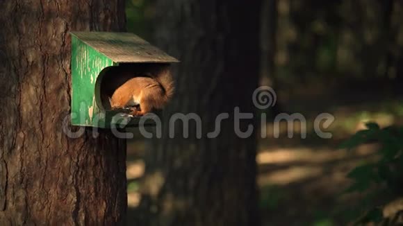 松鼠在森林里喂鸟夜晚轻盈美丽的射击慢动作视频的预览图