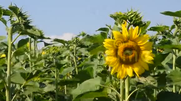 一朵黄色的向日葵覆盖着绿色的花蕾和蓝天视频的预览图