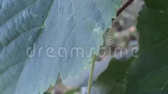大树的叶子视频的预览图