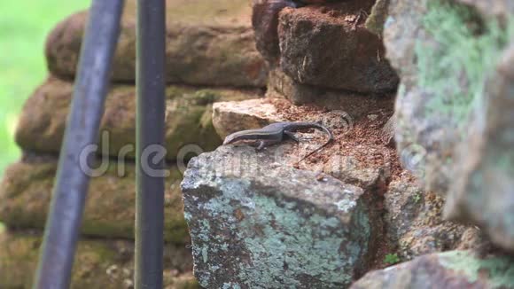 蜥蜴在西吉里亚一个古老的宫殿位于马塔莱中央区视频的预览图