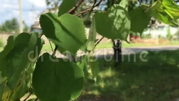 大树的叶子视频的预览图