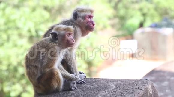 西吉里亚的两只猴子一座位于马塔莱中部的古老宫殿视频的预览图