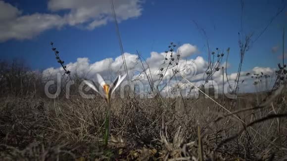 鳄鱼网纹蒂利古尔河口山坡野生多年生球茎植物视频的预览图