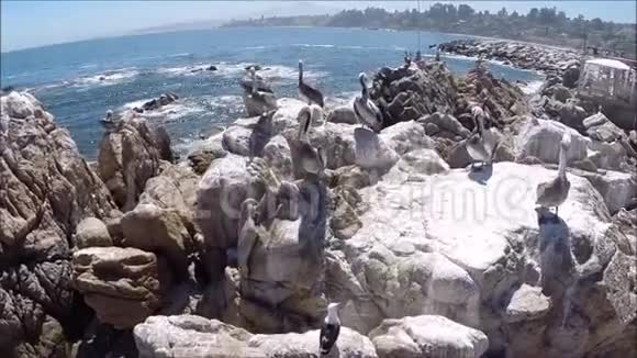 智利海滩和野生鸟类的鸟瞰图视频的预览图