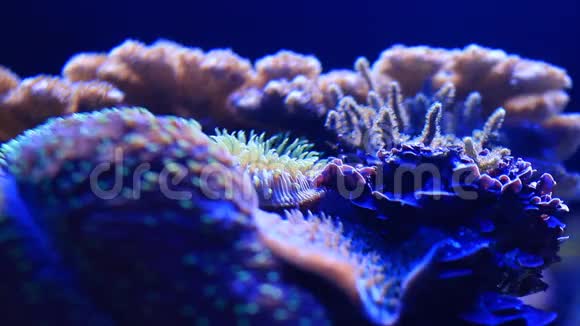 珊瑚礁宏观特写视频的预览图
