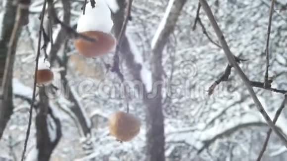 冬园苹果树枝果盖有雪挂视频的预览图