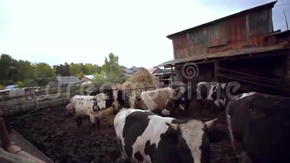 奶牛和猪在农场里吃草视频的预览图