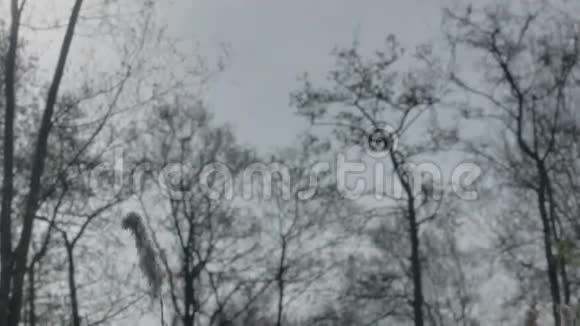 巨树矮羽芦苇视频的预览图