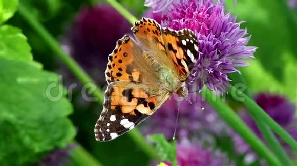 紫罗兰花上漂亮的蝴蝶视频的预览图