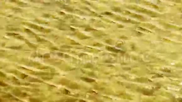 明亮的金色清澈透明的浅水湾波纹闪闪发光的湖泊砾石视频的预览图