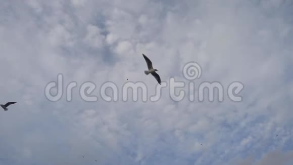 孤独的海鸥在冬天飞翔视频的预览图