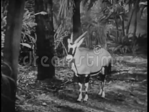 丛林中的红玛瑙和食蚁兽视频的预览图