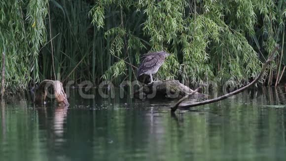 意大利里蒂保护区湖中的夜鹭视频的预览图