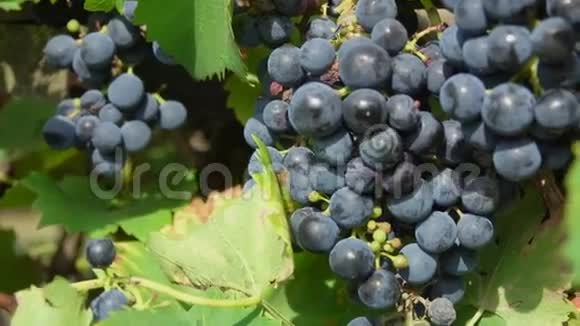 成熟葡萄枝条的全景视频的预览图
