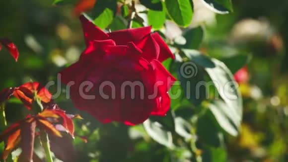 在阳光的照射下花园里的红玫瑰视频的预览图