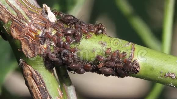 蚂蚁耕种蚜虫视频的预览图
