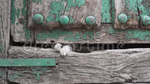 小猫腿穿过旧木门洞视频的预览图