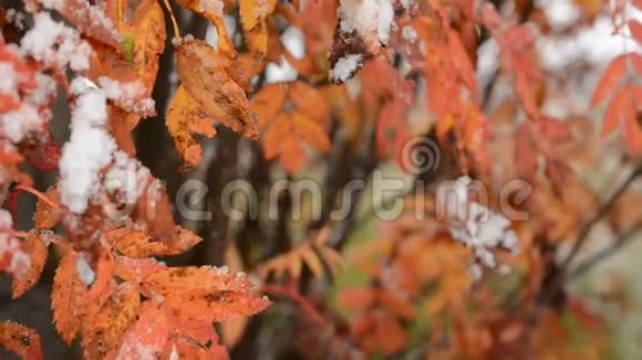 秋天的宏观视频中带雪的红树叶视频的预览图