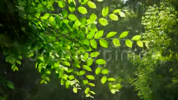 雨天绿春树视频的预览图