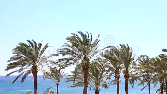 蓝色的海洋有风车和棕榈视频的预览图