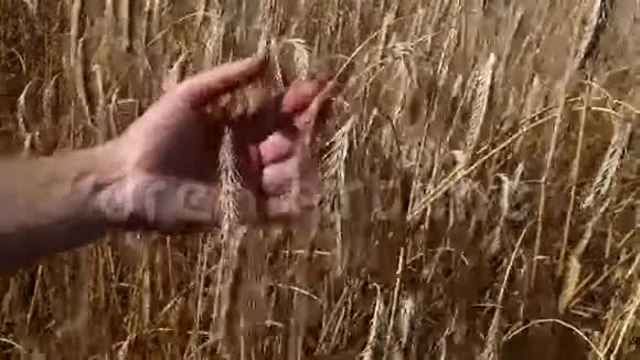 手握成熟麦穗视频的预览图