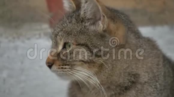 街头流浪猫特写镜头神情悲伤视频的预览图