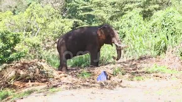 象在自然环境附近的牙齿庙在坎迪坎迪是斯里兰卡的主要城市仅次于视频的预览图