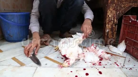 在瓦拉纳西的车间地板上切割屠宰的鸡肉视频的预览图