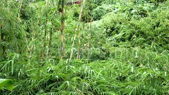 阿拉山竹树林的竹树视频的预览图