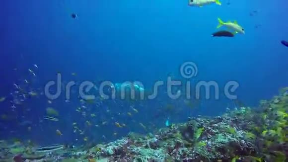 群曼塔雷放松在条纹鱼学校鱼海底在清澈的蓝色水视频的预览图