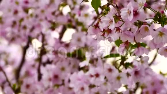 自然视频特写日本樱花在樱花树上是风盛开春季节4K或UHD分辨率视频的预览图