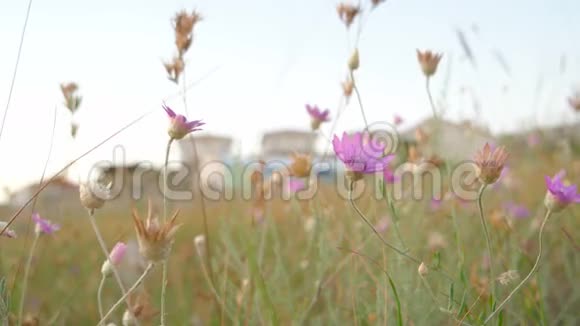 沙漠地区的粉红色花朵视频的预览图