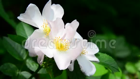 春天开的白野玫瑰花视频的预览图
