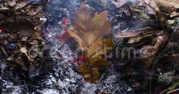 秋季一大堆树叶和树枝的灰烬中燃烧的橡树叶的时间推移可循环视频4k4096像素10fps视频的预览图