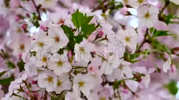 自然视频特写日本樱花在樱花树上是风盛开春季节4K或UHD分辨率视频的预览图