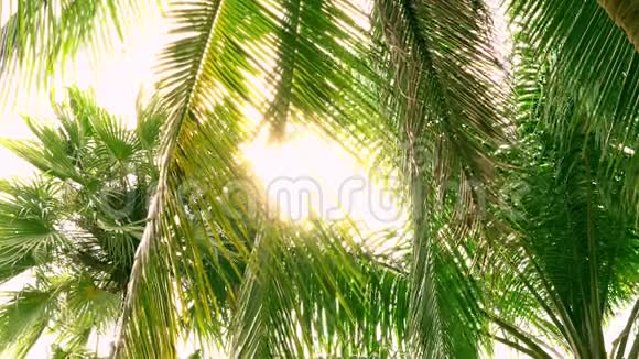 丛林中绿色棕榈树的树冠午后阳光明媚4K视频的预览图