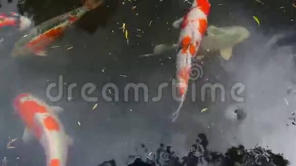 日本花园池塘游泳彩锦鲤高清1080p电影视频的预览图