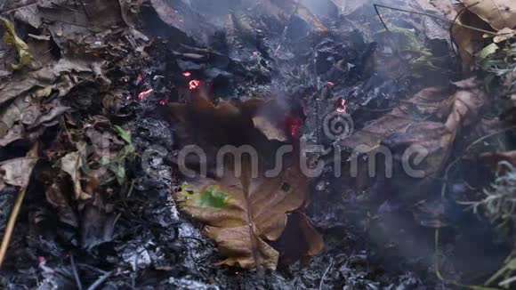 秋季一大堆树叶和树枝的灰烬中燃烧的橡树叶的时间推移可循环视频4k3840像素10fps视频的预览图