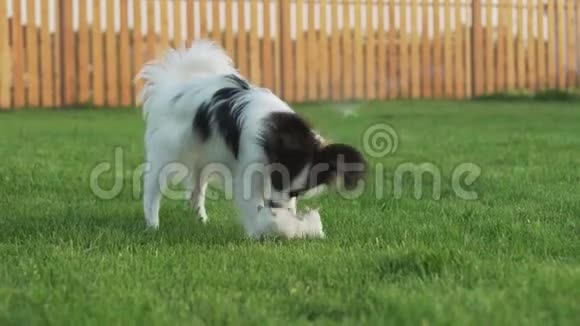 帕皮龙大陆玩具小狗玩毛绒老鼠在绿色草坪股票视频短片视频的预览图