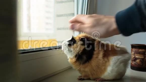 窗台上的大豚鼠视频的预览图