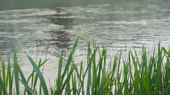 天然绿草的背景在波光粼粼的水面上视频的预览图